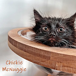 Thumbnail photo of Chickie McNuggie #2