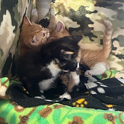 Thumbnail photo of Kittens! #2