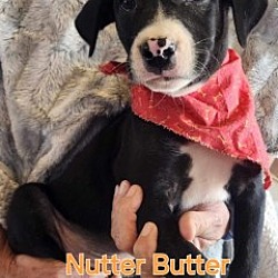 Thumbnail photo of Nutterbutter #1