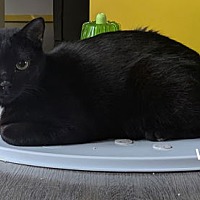 adopt a pet