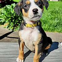 adopt a pet
