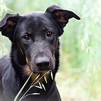 adopt-pet