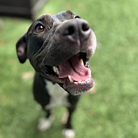 adopt a pet