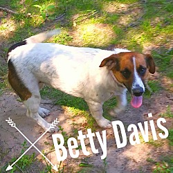 Thumbnail photo of Bette Davis #1