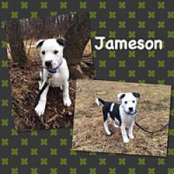 Thumbnail photo of Jameson #1