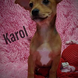 Photo of Karol