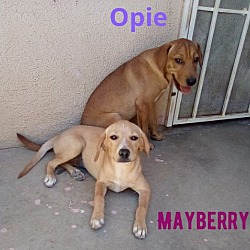 Thumbnail photo of Mayberry, Opie, Barney, Thelma- ADOPTED #2