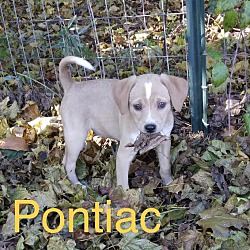 Photo of Pontiac