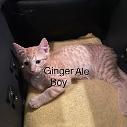 Photo of Ginger Ale 24