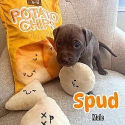 Thumbnail photo of Spud #1