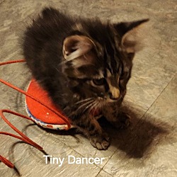 Thumbnail photo of Tiny Dancer 4145 #2