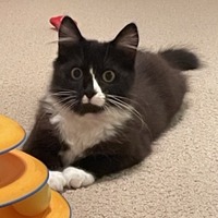 adopt a pet