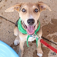adopt a pet
