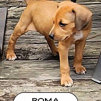 adopt a pet