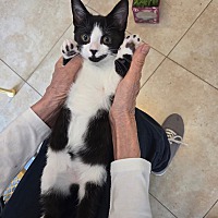 adopt a pet