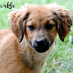 Thumbnail photo of Markle~adopted! #1
