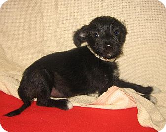 cairn terrier chihuahua mix black
