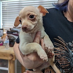 Thumbnail photo of Hoarder mom 2's pup C: Fuzzbert #4