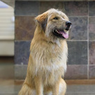 Adopt A Pet :: Appt Pending - Bocephus - Versailles, KY