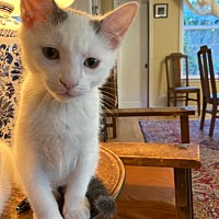 adopt a pet