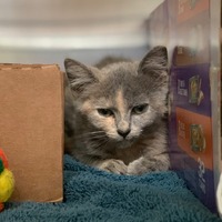 adopt a pet