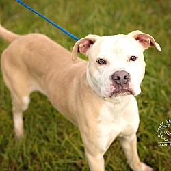 Thumbnail photo of Stevie - ADOPTED! #3