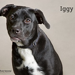 Thumbnail photo of Iggy #2