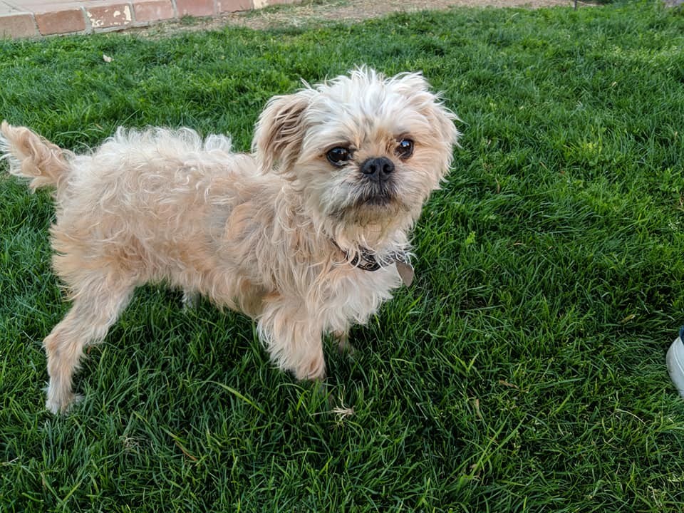 el yorkie home forever