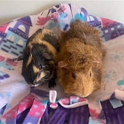 Thumbnail photo of Brownie & Toffee * 1/2 off Sale* #2