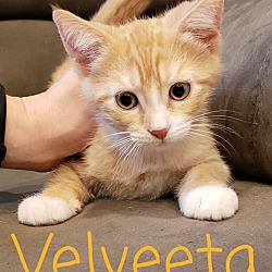 Photo of Velveeta