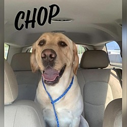 Photo of Chop