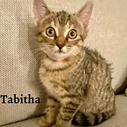 Thumbnail photo of Tabitha #1