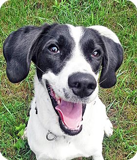 beagle springer spaniel mix puppies for sale