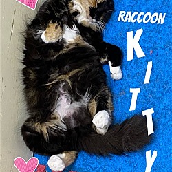 Photo of Raccoon Kitty