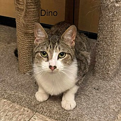 Thumbnail photo of Dino #1