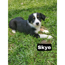 Photo of Skye