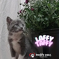 Thumbnail photo of Jelly Belly Litter:  Laffy Taffy #2