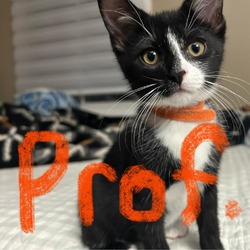 Thumbnail photo of Professor McGonagall #1