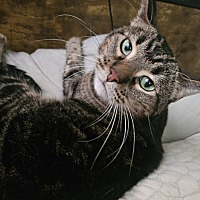 adopt-pet