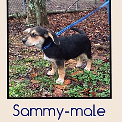 Thumbnail photo of Sammy (Pom) #2