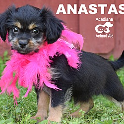 Thumbnail photo of Anastasia #4