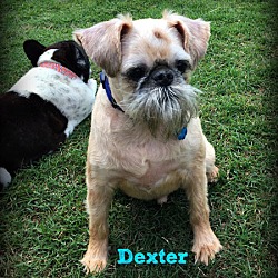 Thumbnail photo of DEXTER - Adopted #2