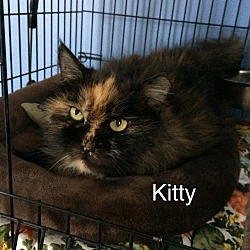 Photo of Kitty