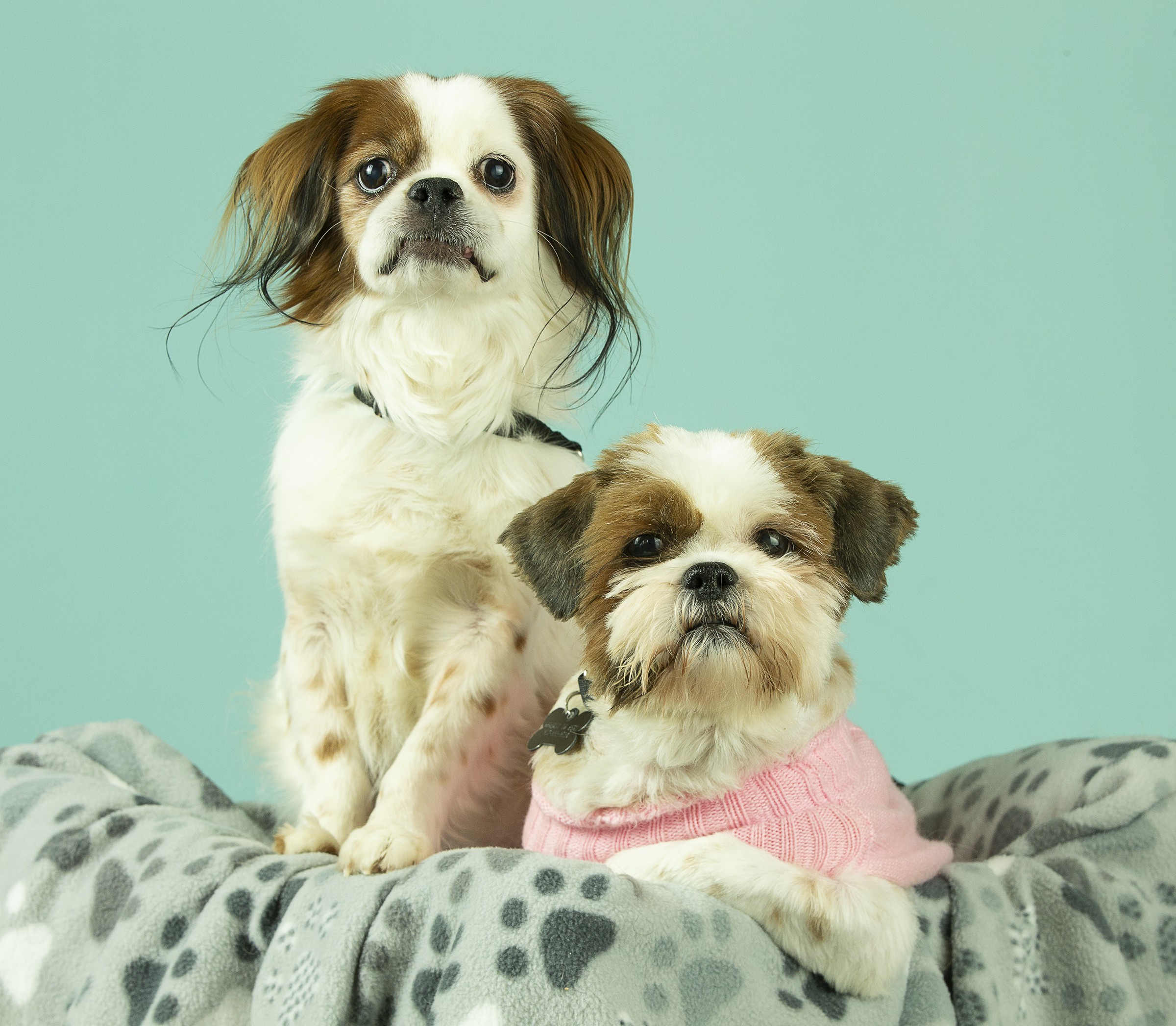 Adopt Roxie a Tan/Yellow/Fawn - with White Shih Tzu ...