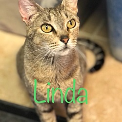Thumbnail photo of LINDA (Mama Cat) #1