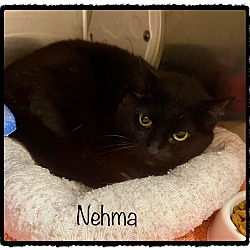 Photo of NEHMA