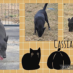 Photo of Cassia