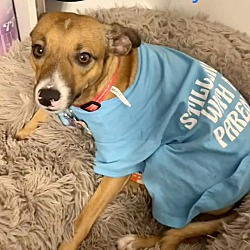 Photo of BUDDY