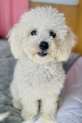 San Diego, CA - Bichon Frise. Meet Stella a Pet for Adoption ...