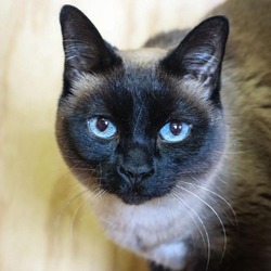 Photo of Twinkie